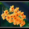 Fringe-Lipped Dendrobium