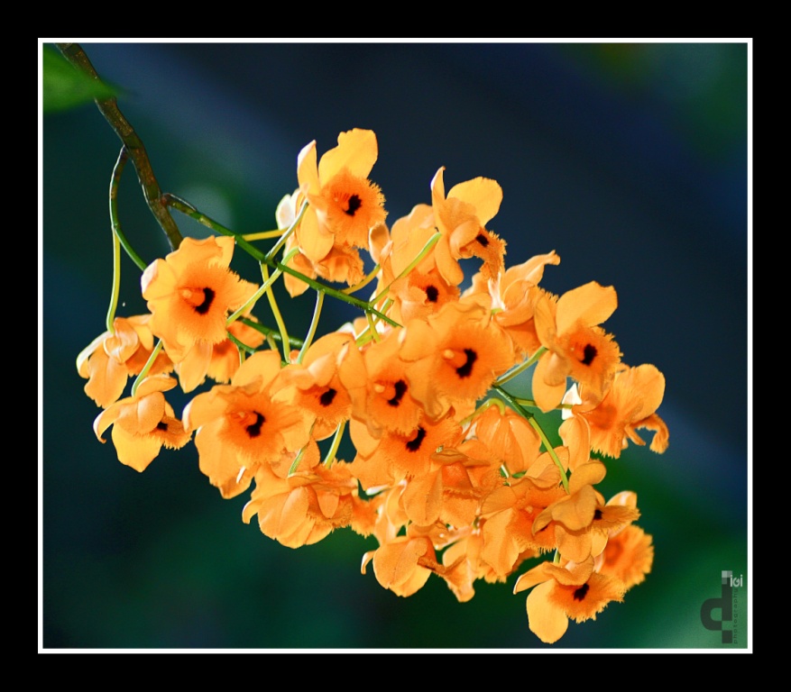 Fringe-Lipped Dendrobium