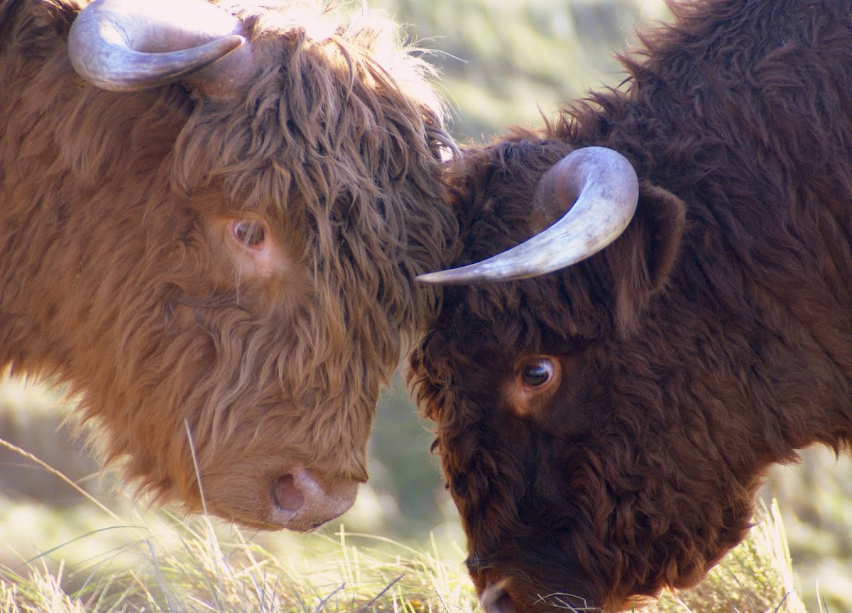 Highland Cattle/Schotse Hooglander
