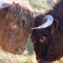 Highland Cattle/Schotse Hooglander