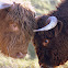 Highland Cattle/Schotse Hooglander