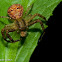 Crab Spider with hopper meal