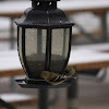 American Goldfinch (winter)