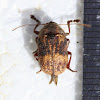 Cylinder leaf beetle