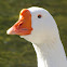 Domestic Swan Goose