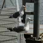 western gulls