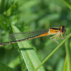 Eastern Forktail