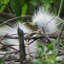 Baby Great Egret