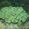Cabbage Leather Corals