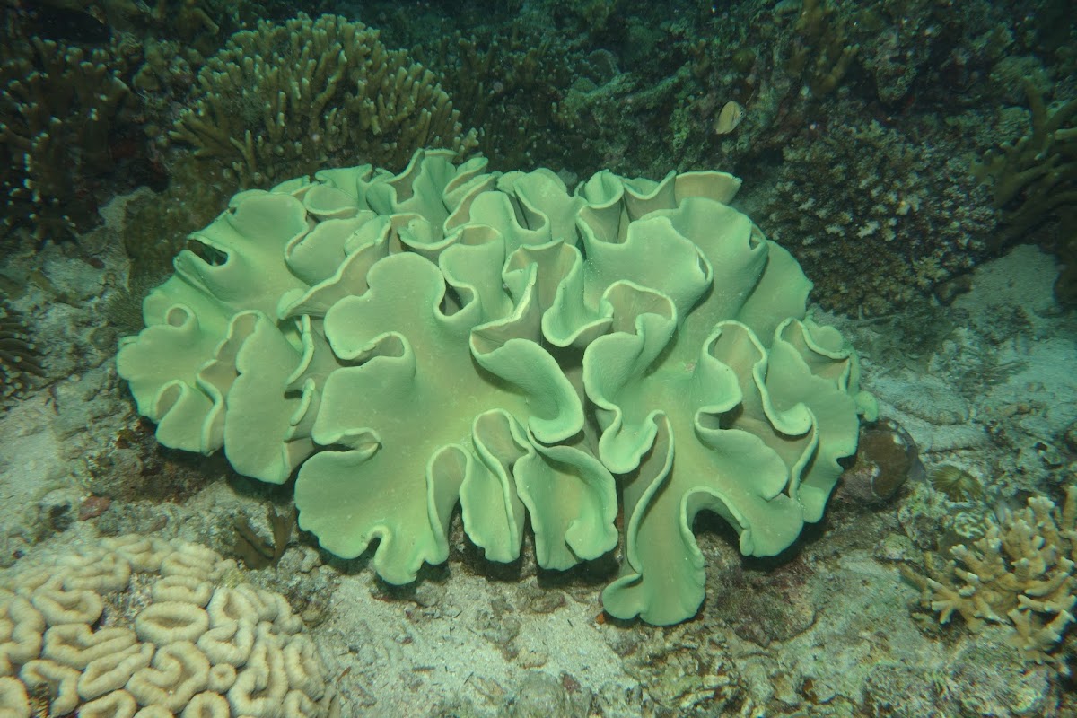 Cabbage Leather Corals Project Noah