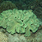 Cabbage Leather Corals