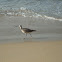 Whimbrel