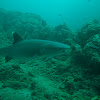 Whitetip Reef shark