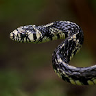 Tiger Rat Snake