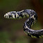 Tiger Rat Snake