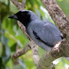 Black-faced Cuckoo-Shrike