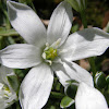 Star-of-Bethlehem