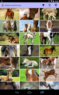 Baby Horses Pictures Screenshots 9