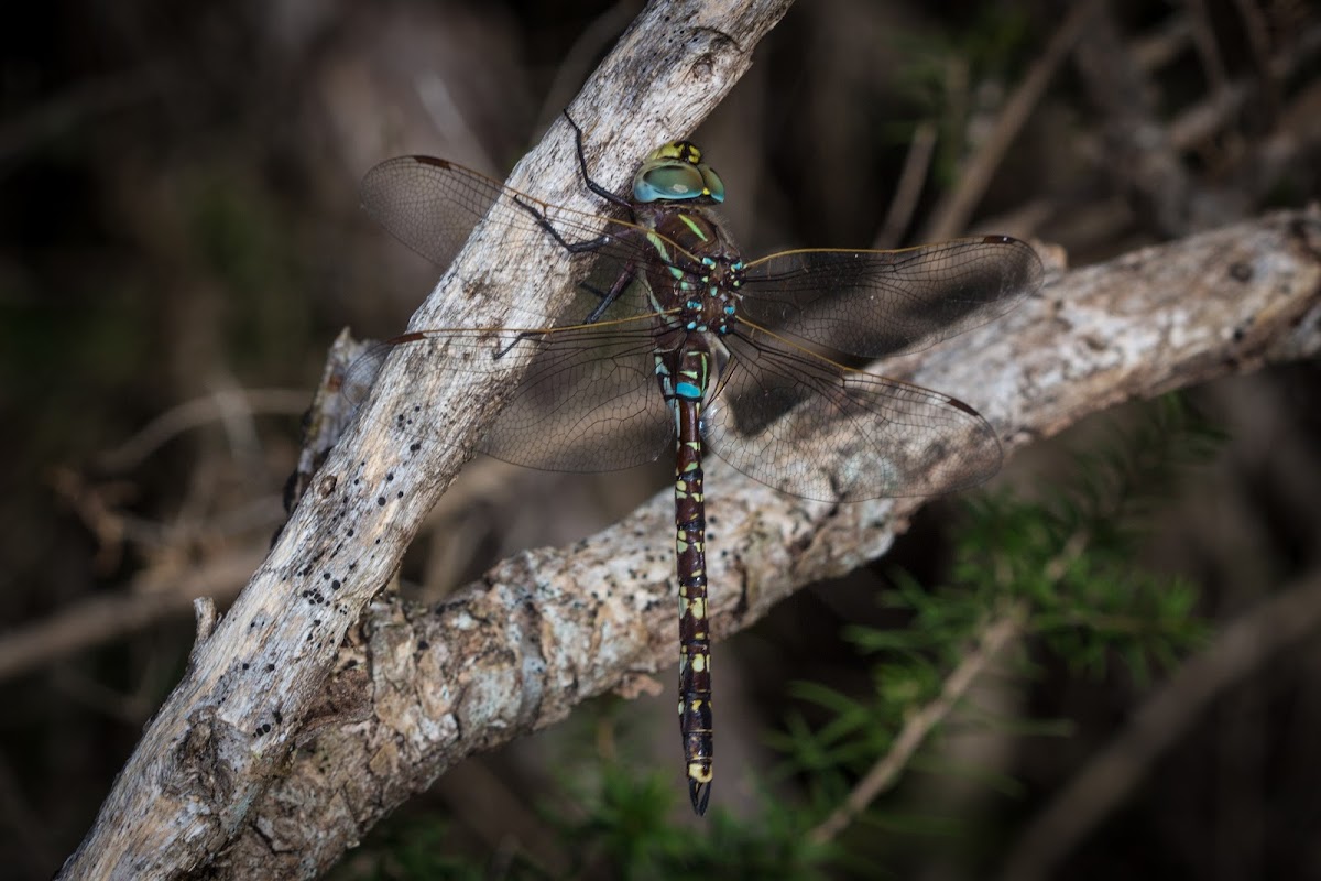 Blue-Spotted Hawker