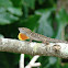 Brown Anole