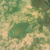 Stoplight Parrotfish (Terminal Phase)