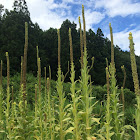 Common Mullein