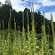 Common Mullein