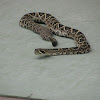 eastern diamondback rattlesnake