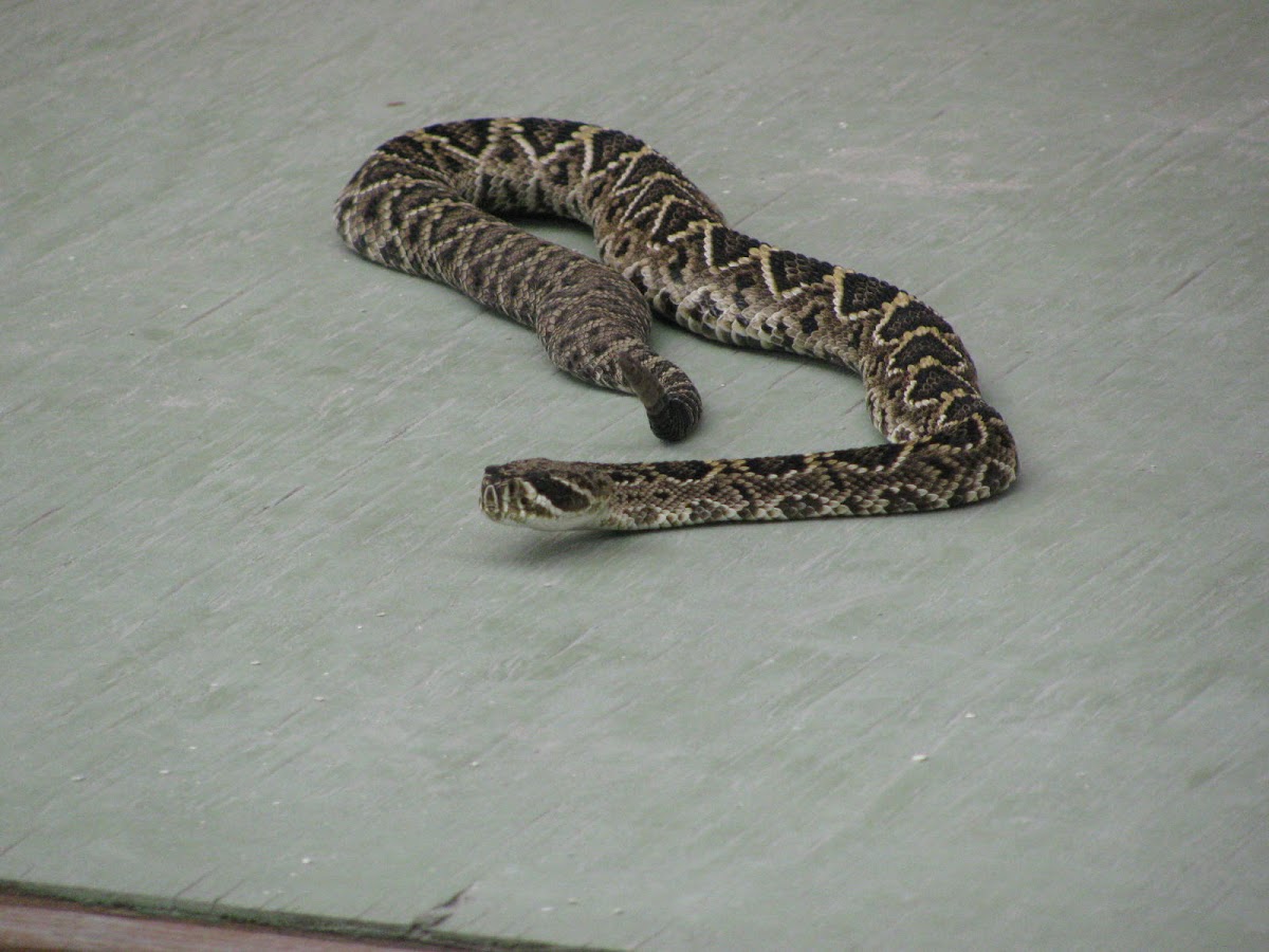 eastern diamondback rattlesnake