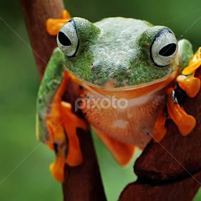 by Hernawan Safari - Animals Amphibians