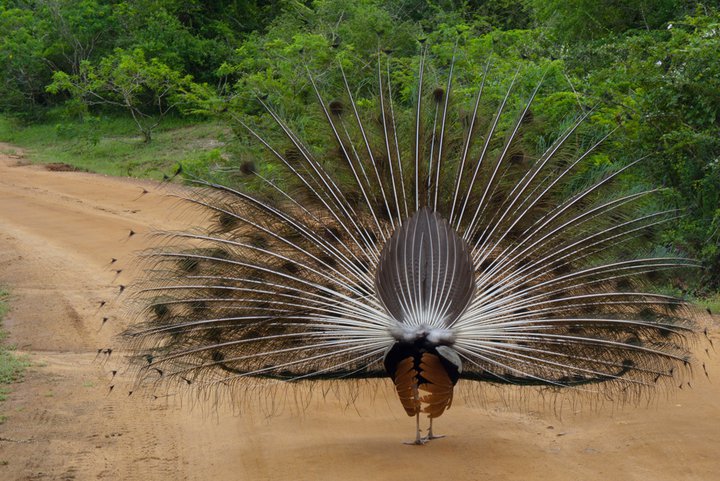Indian Peafowl