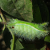 Limacodid moth caterpillar