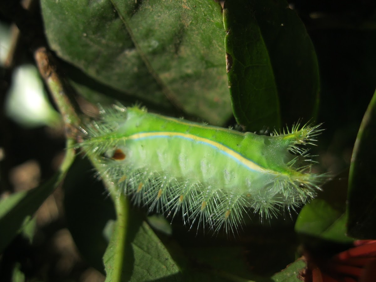 Limacodid moth caterpillar