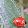 Spotless Lady Beetle