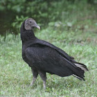 Black Vulture