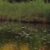 Common loon