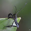 Leaf-footed Bug Nymph