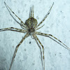 Two tailed Spider