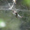 Tropical Tent-Web Spider