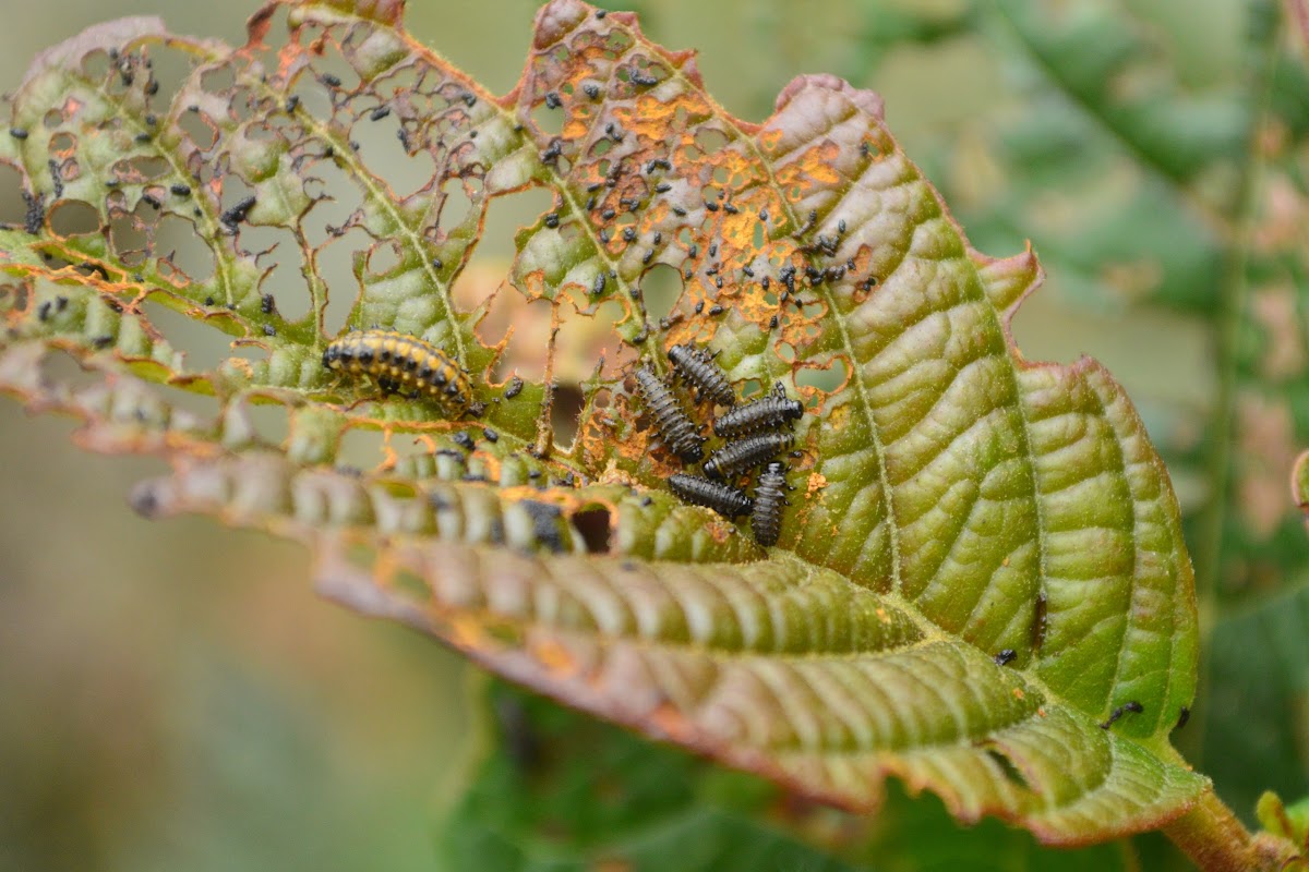 Viburnum leaf beetle