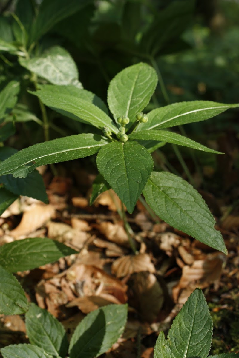 Dog's Mercury