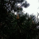 Scotch  Pine