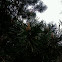Scotch  Pine