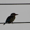 Brown-hooded Kingfisher