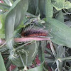 Garden Tiger Moth