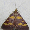 Coffee-loving Pyrausta Moth