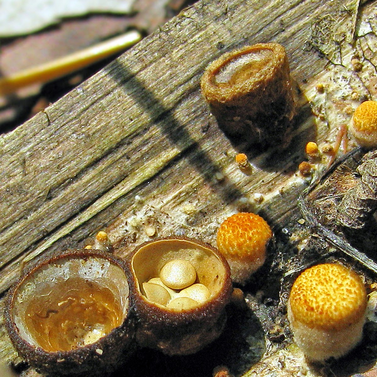 Bird’s Nest fungus