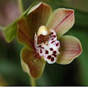 Orchid Wallpapers logo