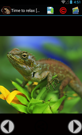 Gecko Backgrounds Wallpaper