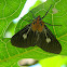 snouted tiger moth